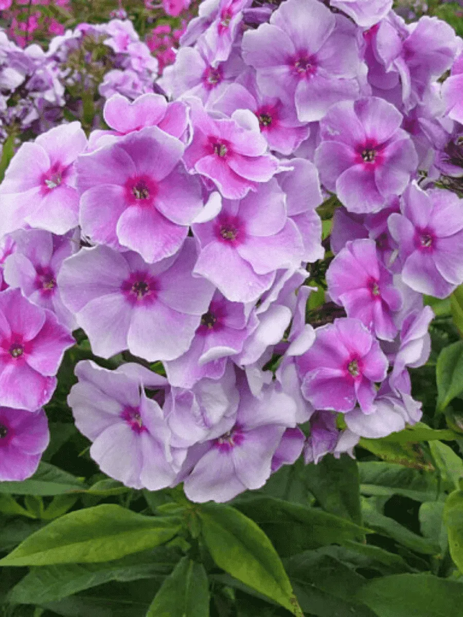 Флокс метельчатый  Grafin von Schwerin