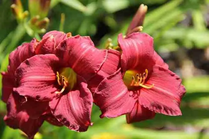 Лилейник Eenie Fanfare