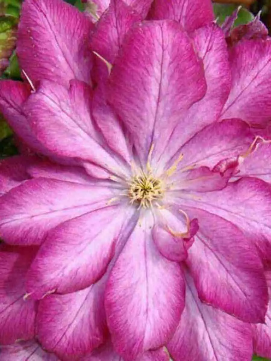 Клематис гибридный Kaen