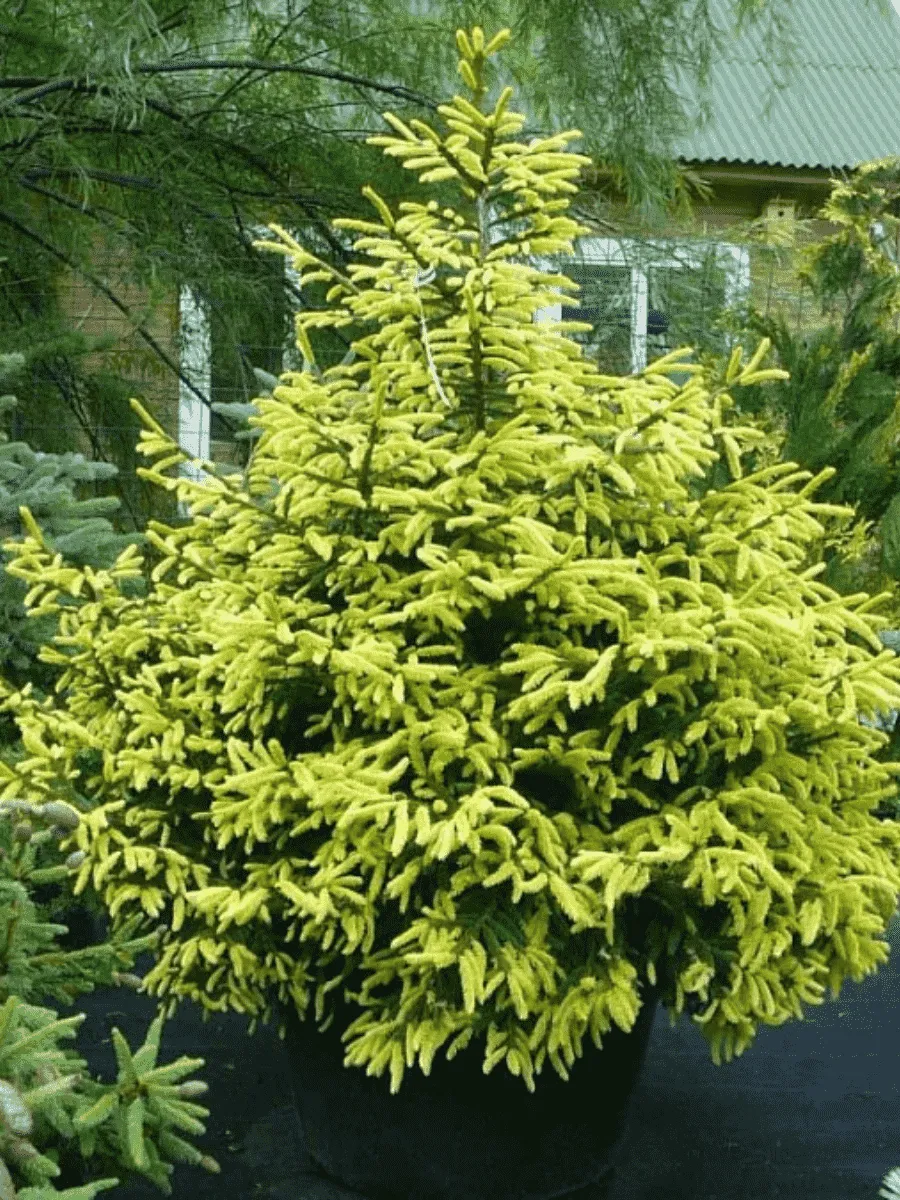 Ель восточная Aureospicata Ель восточная Aureospicata