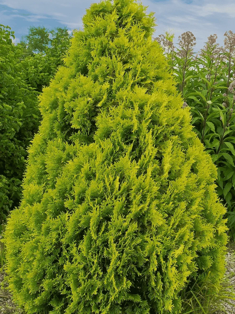 Туя западная Malonyana Aurea Туя западная Malonyana Aurea