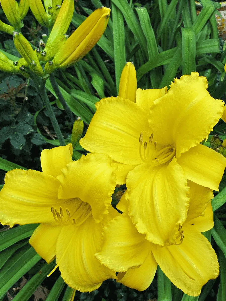 Лилейник Mary Todd