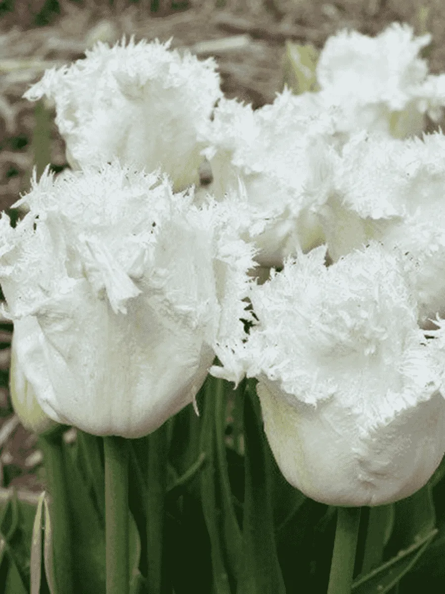 Тюльпан Honeymoon