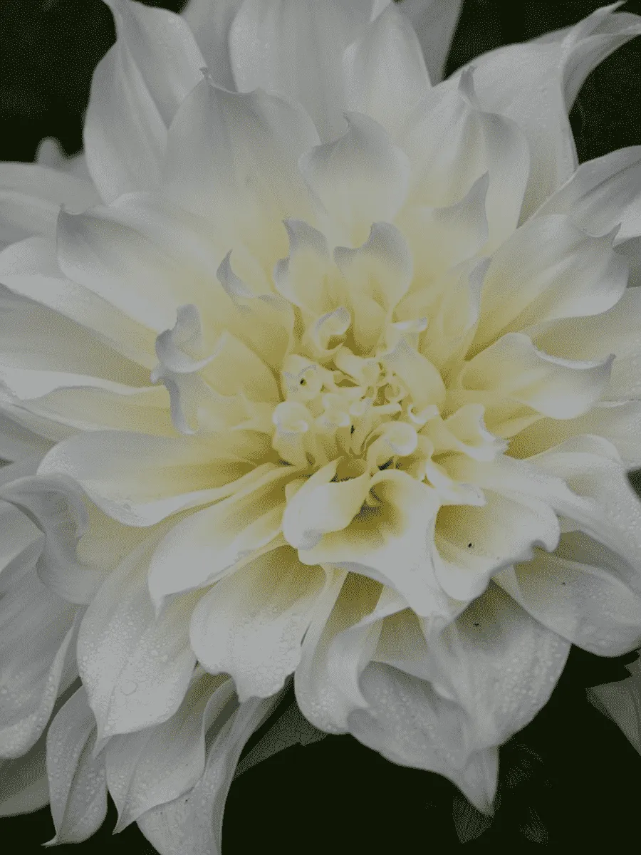 Георгина Belinda