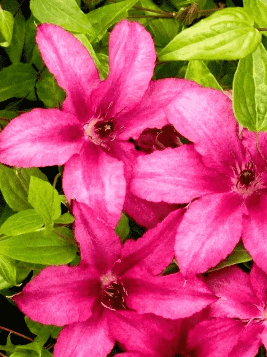 Клематис Barbara Клематис Barbara