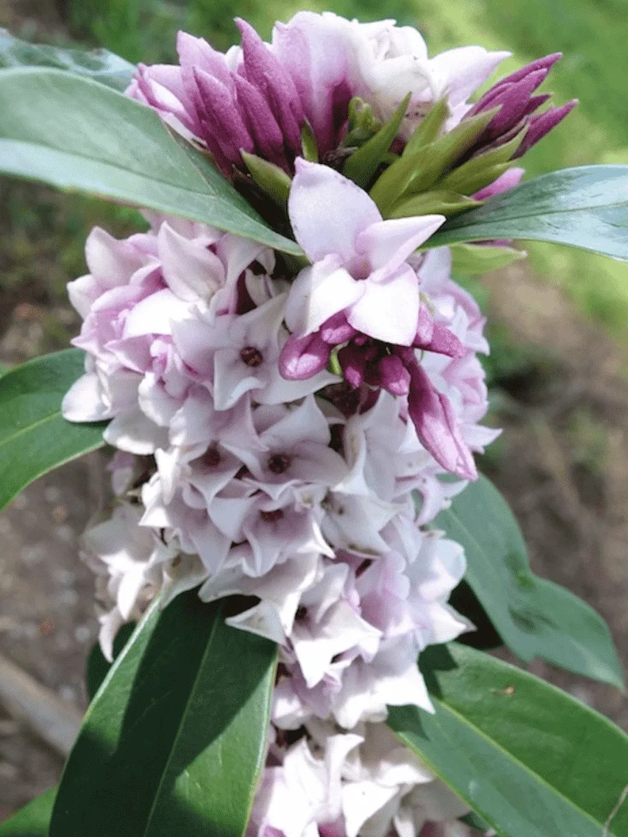 Дафна душистая Perfume Princess Дафна душистая Perfume Princess