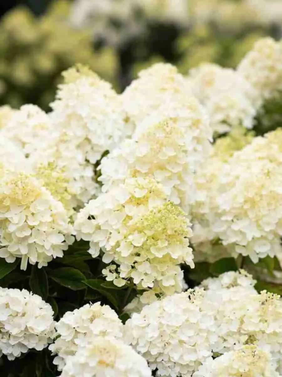 Гортензия метельчатая Living Summer Snow Гортензия метельчатая Living Summer Snow