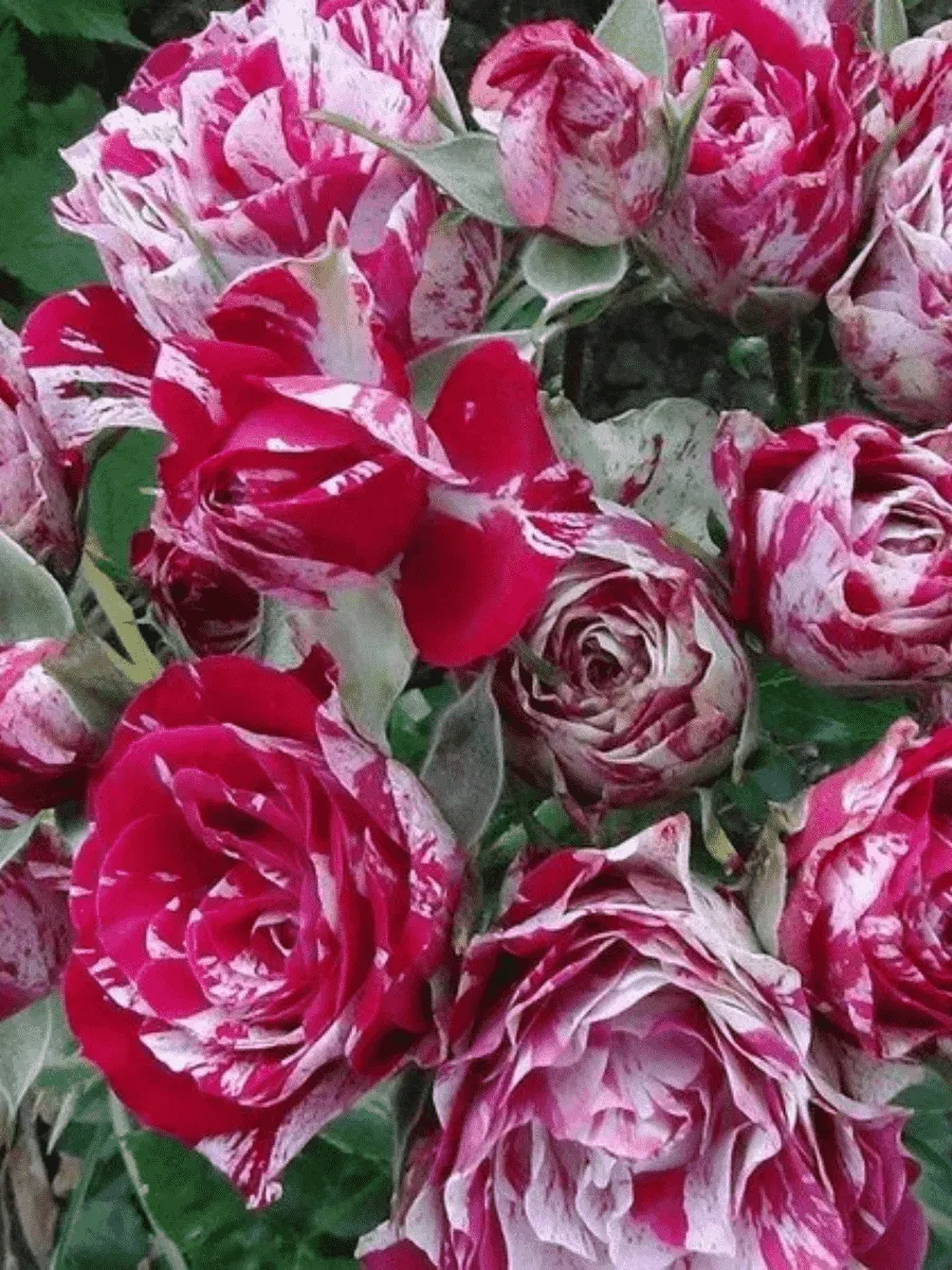 Роза спрей Arrow Folies Роза спрей Arrow Folies