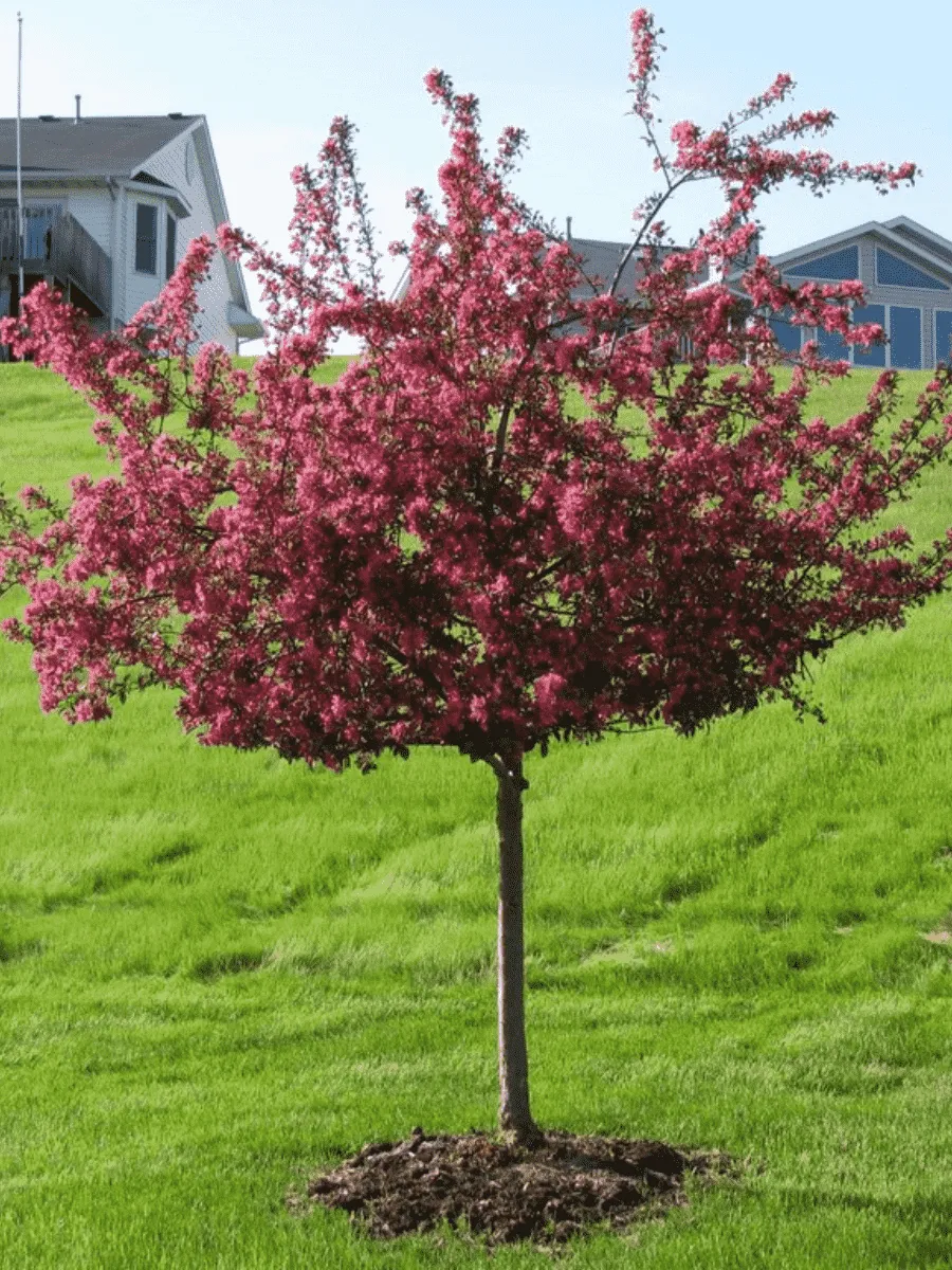 Яблоня декоративная Prairy Fire