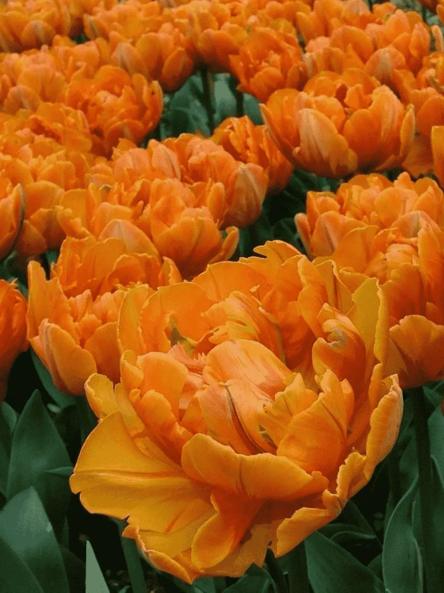 Тюльпан Махровый Monte Orange