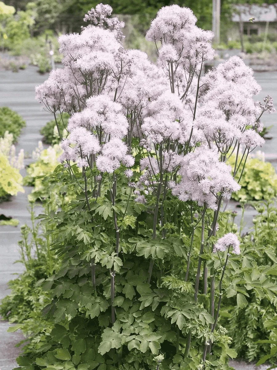 Василистник Делавея Nimbus Pink