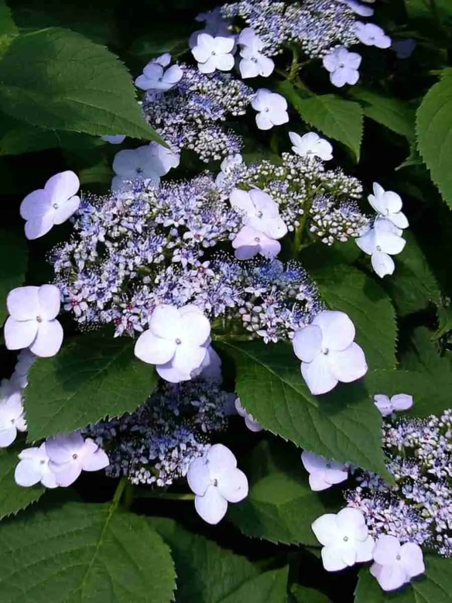 Гортензия пильчатая Bluebird Гортензия пильчатая Bluebird