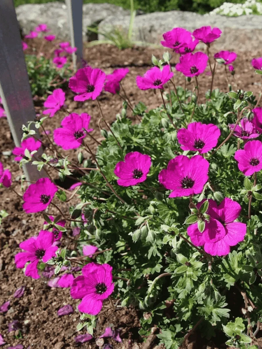 Герань пепельная Giuseppe