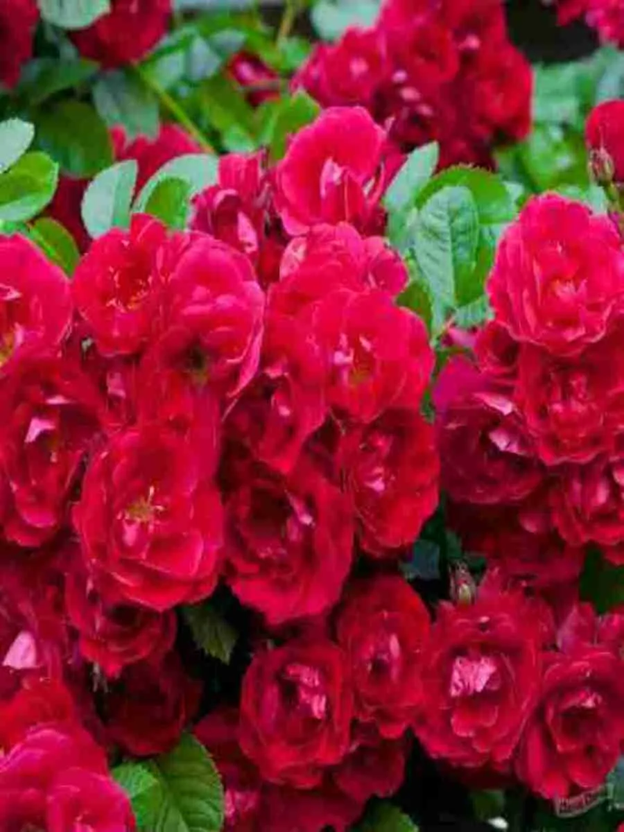 Роза Почвопокровная Rote The Fairy