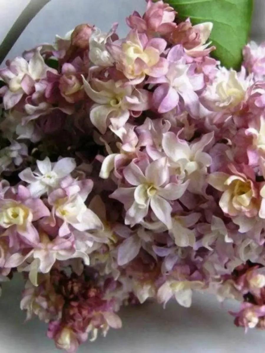 Сирень обыкновенная Федерико Гарсиа Лорка