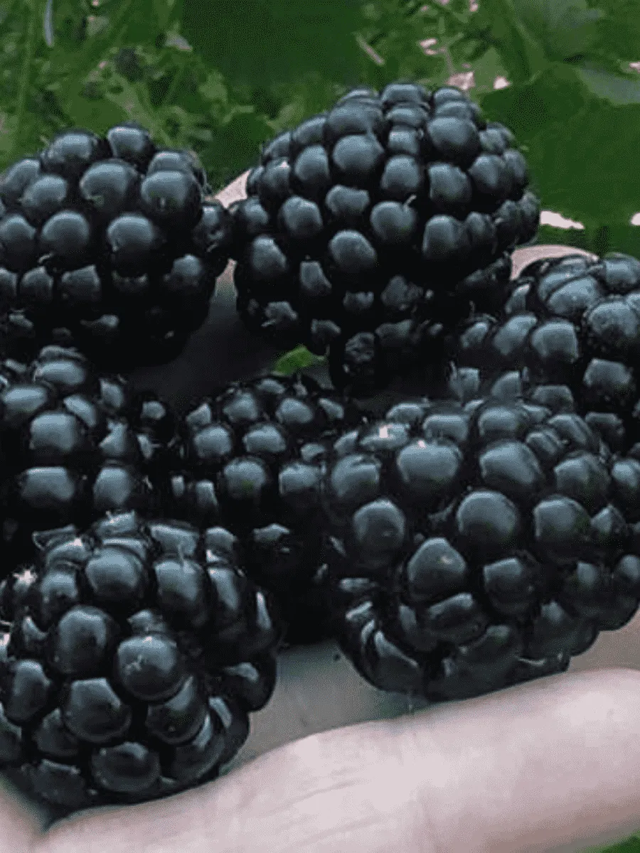 Ежевика Джамбо Ежевика Джамбо