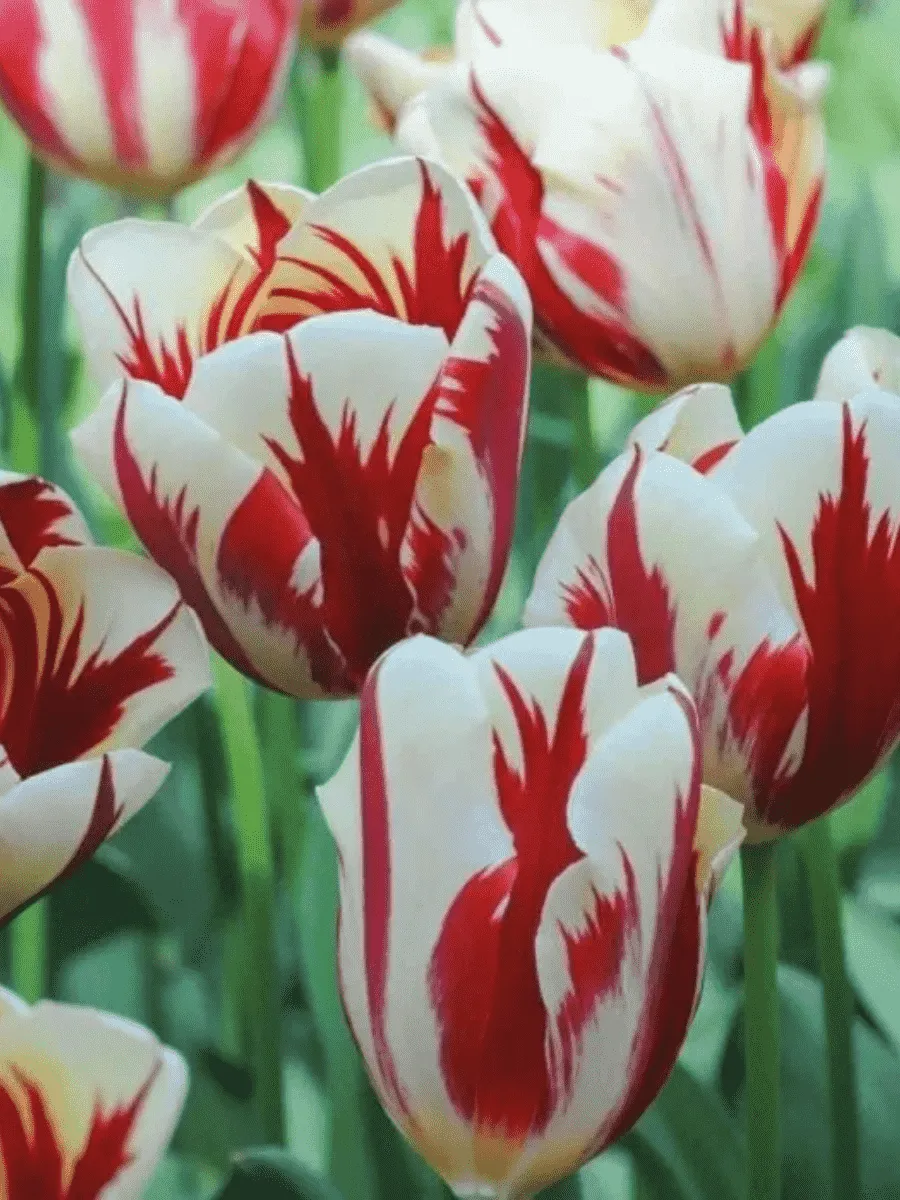 Тюльпан триумф Carnaval De Rio