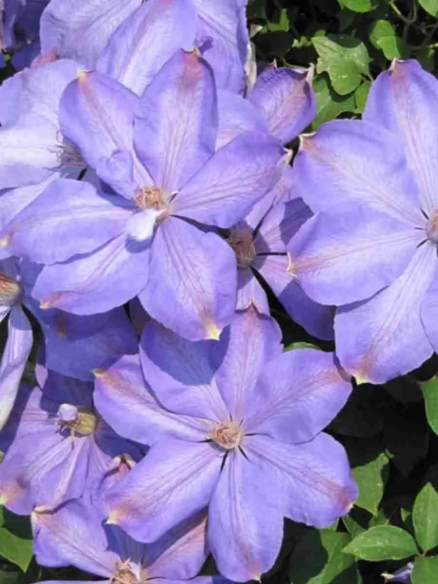 Клематис гибридный Mrs Cholmondeley