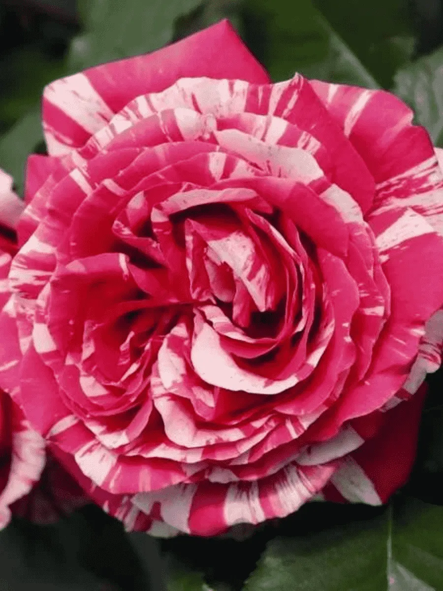 Роза чайно-гибридная Best impression