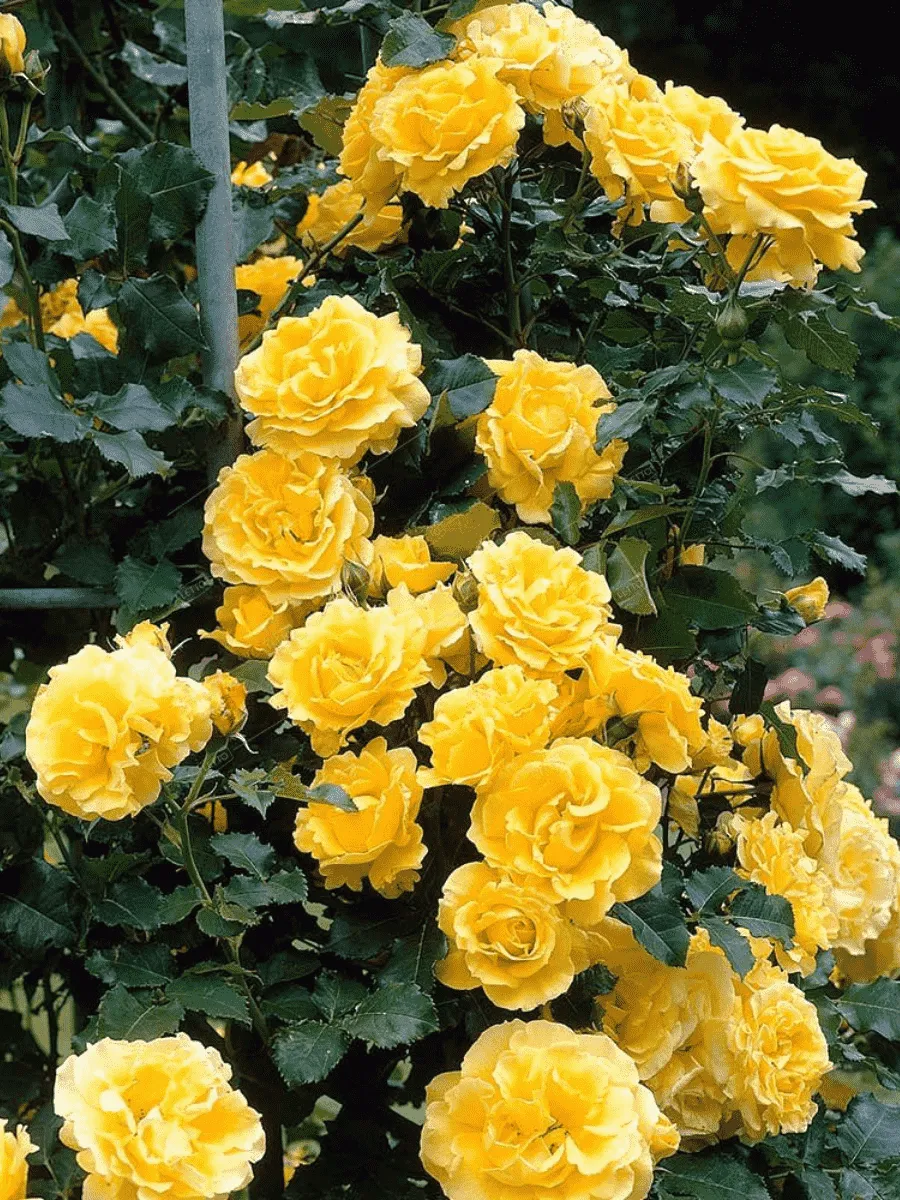 Роза плетистая Casino