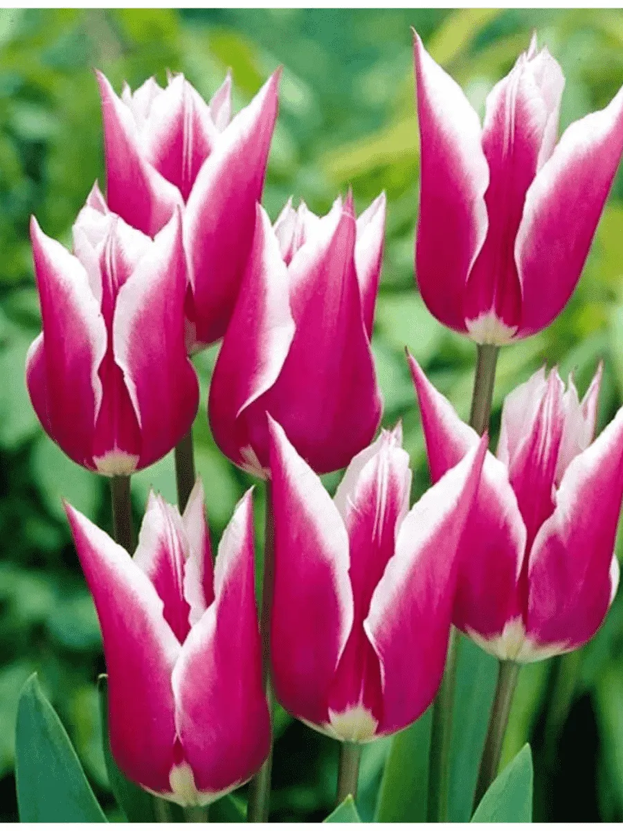 Тюльпан Claudia