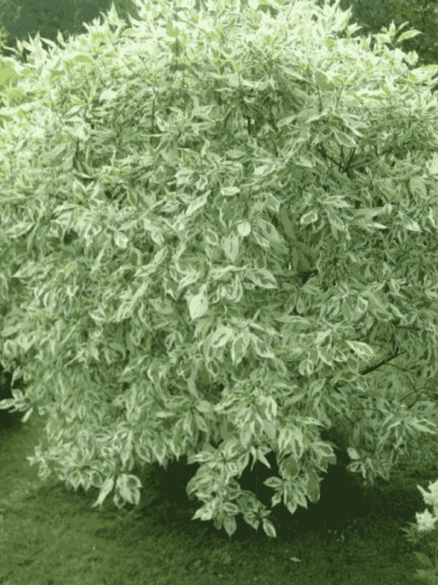 Дерен белый Elegantissima