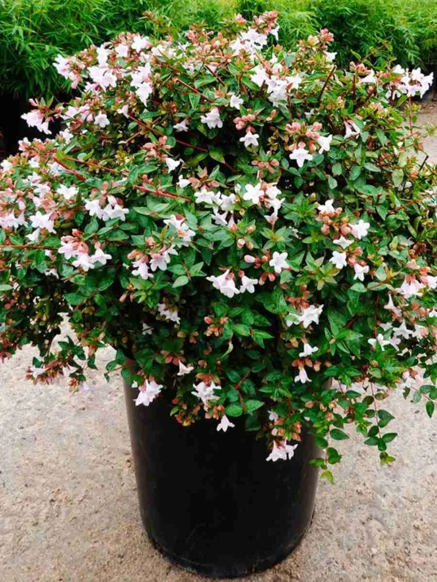 Абелия Мосанская Абелия Мосанская