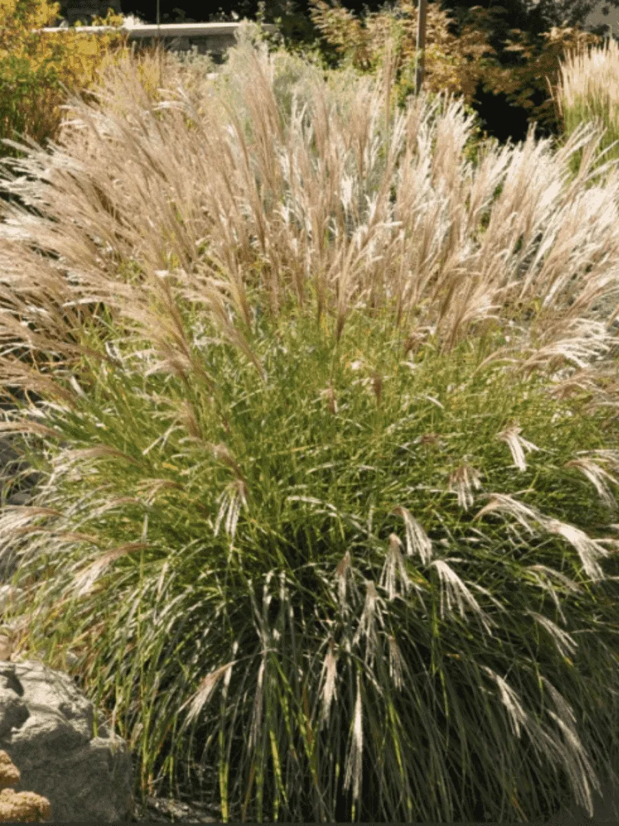 Мискантус Adagio