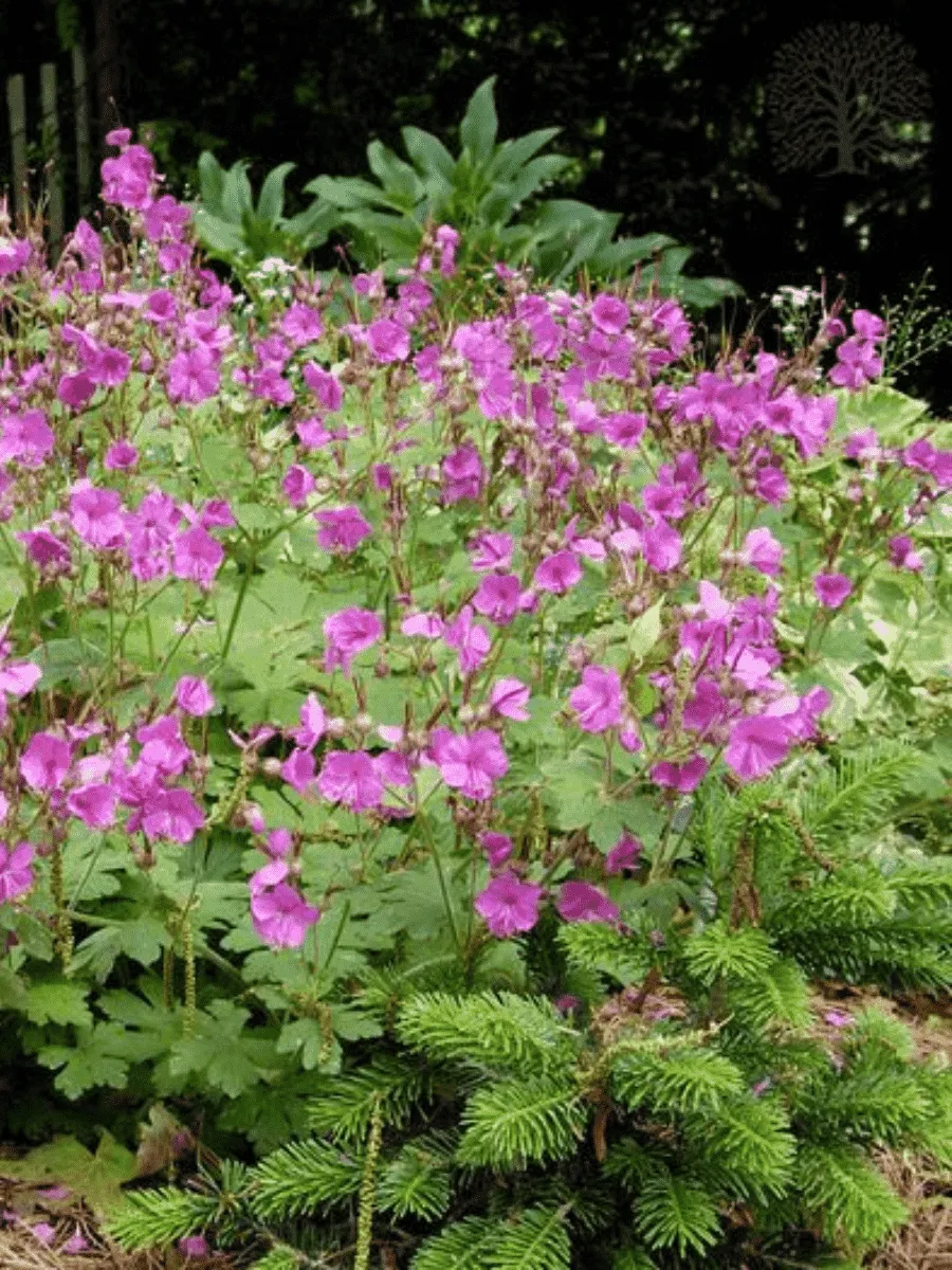 Герань Bevan's Variety Герань Bevan's Variety