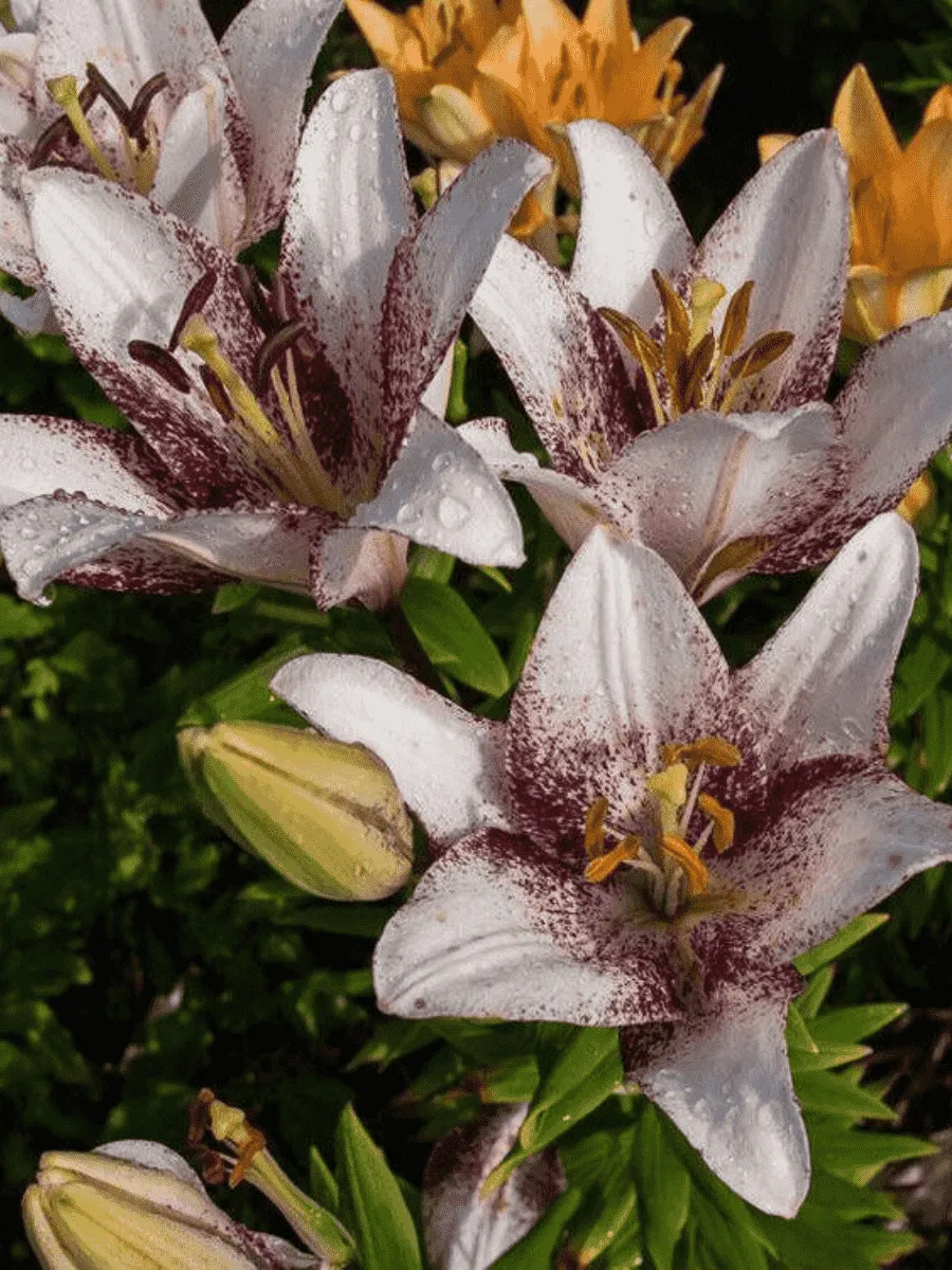 Лилия Sweet Zanica