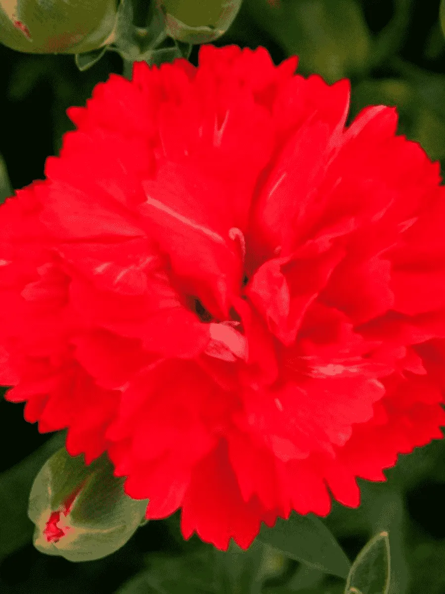 Гвоздика Colores Amor Гвоздика Colores Amor