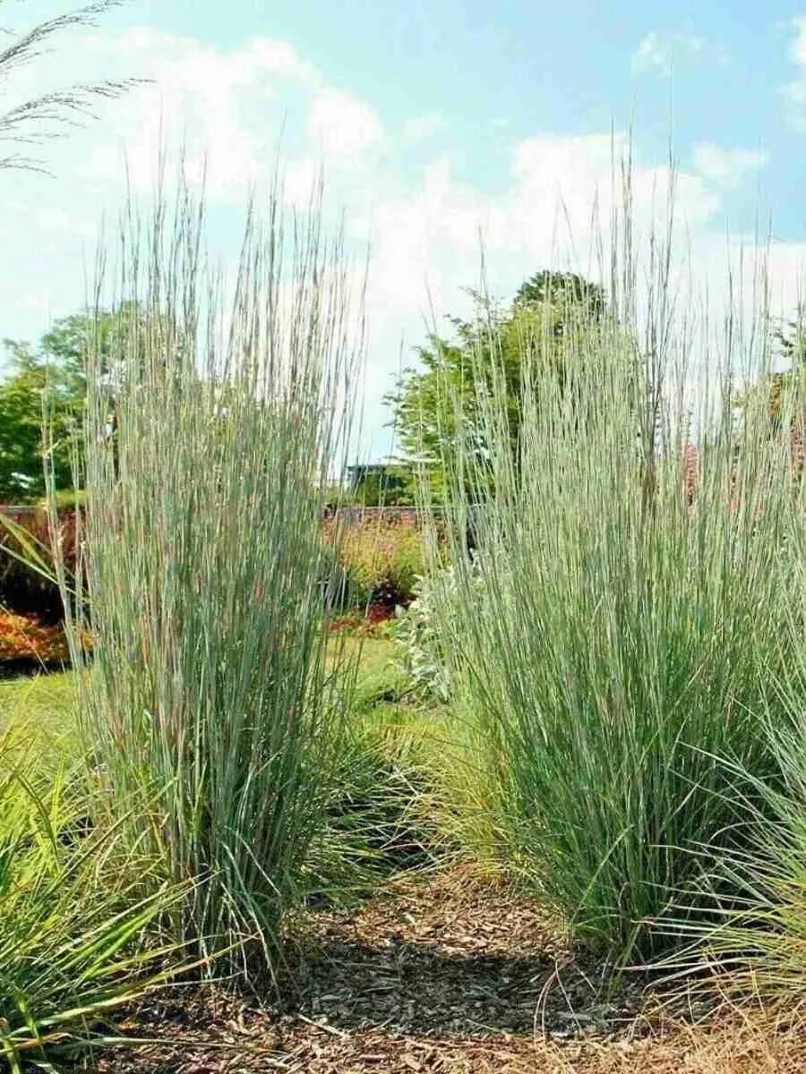 Схизахириум метельчатый Prairie Blues