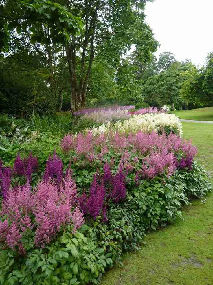 Астильба в дизайне вашего сада
