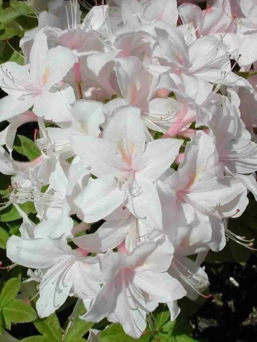 Азалия крупноцветковая White Lights Азалия крупноцветковая White Lights