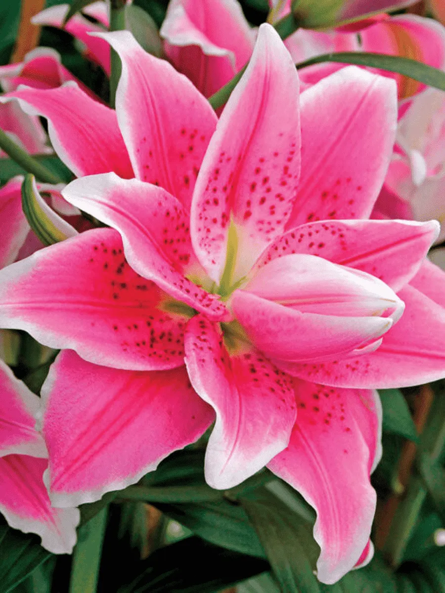 Лилия Roselily Natascha