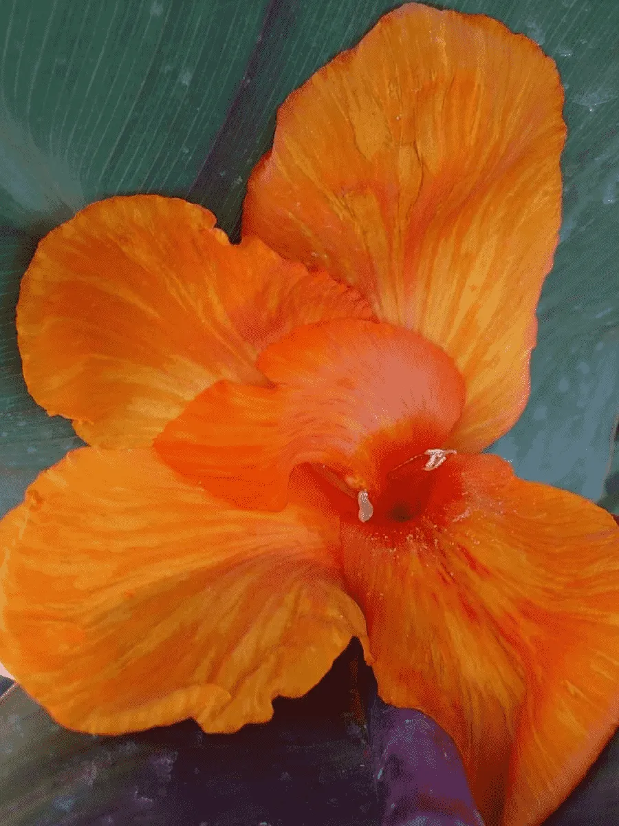 Канна гибридная Liberty