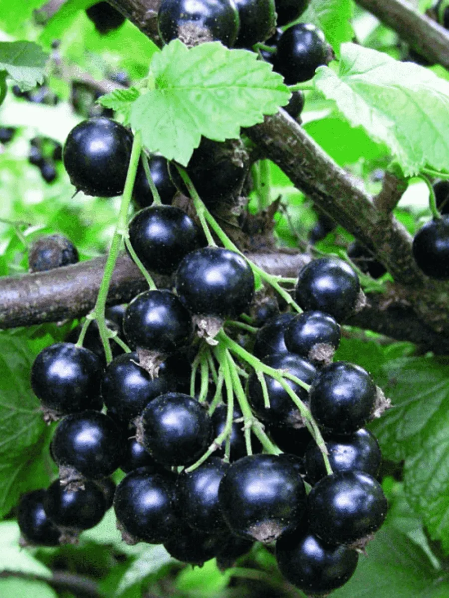 Смородина черная Селеченская 2 Смородина черная Селеченская 2