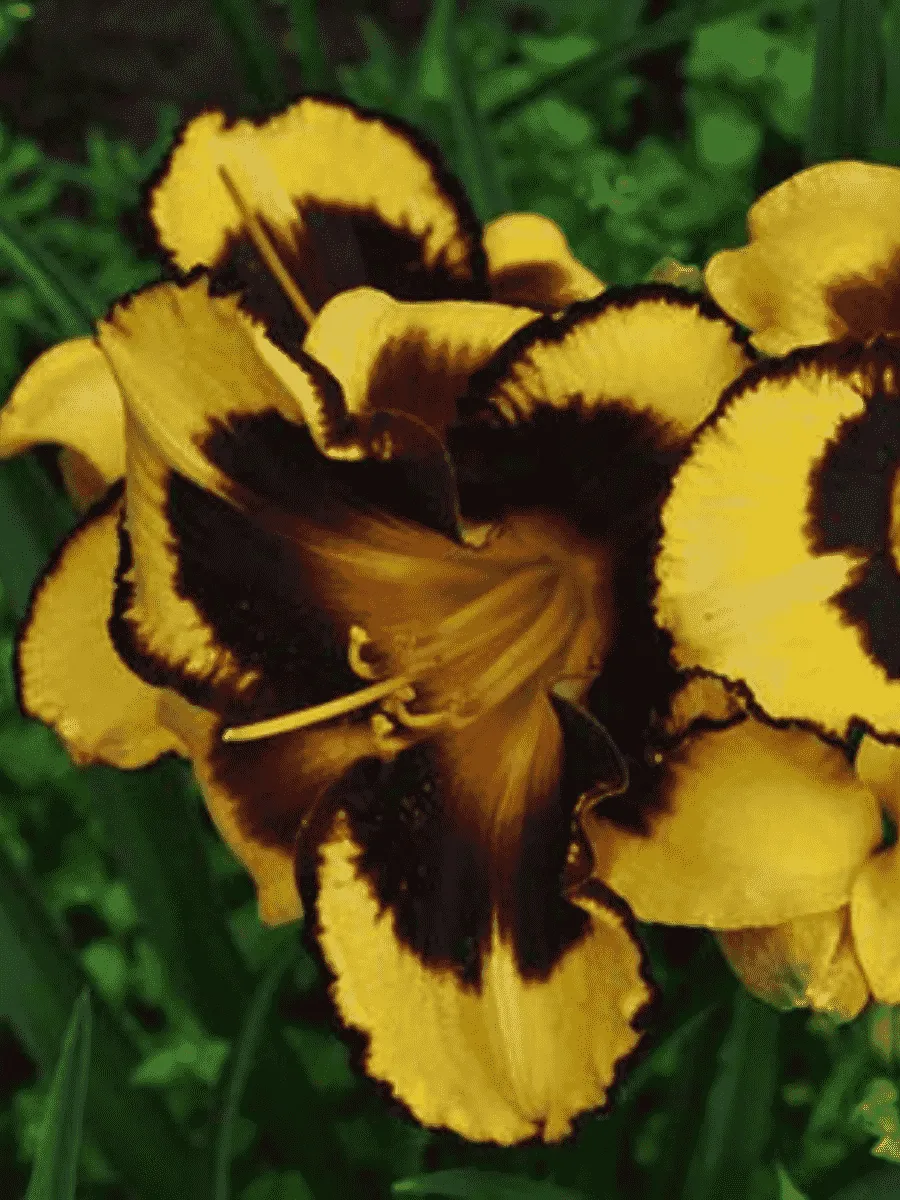 Лилейник Pumpkin Bandit