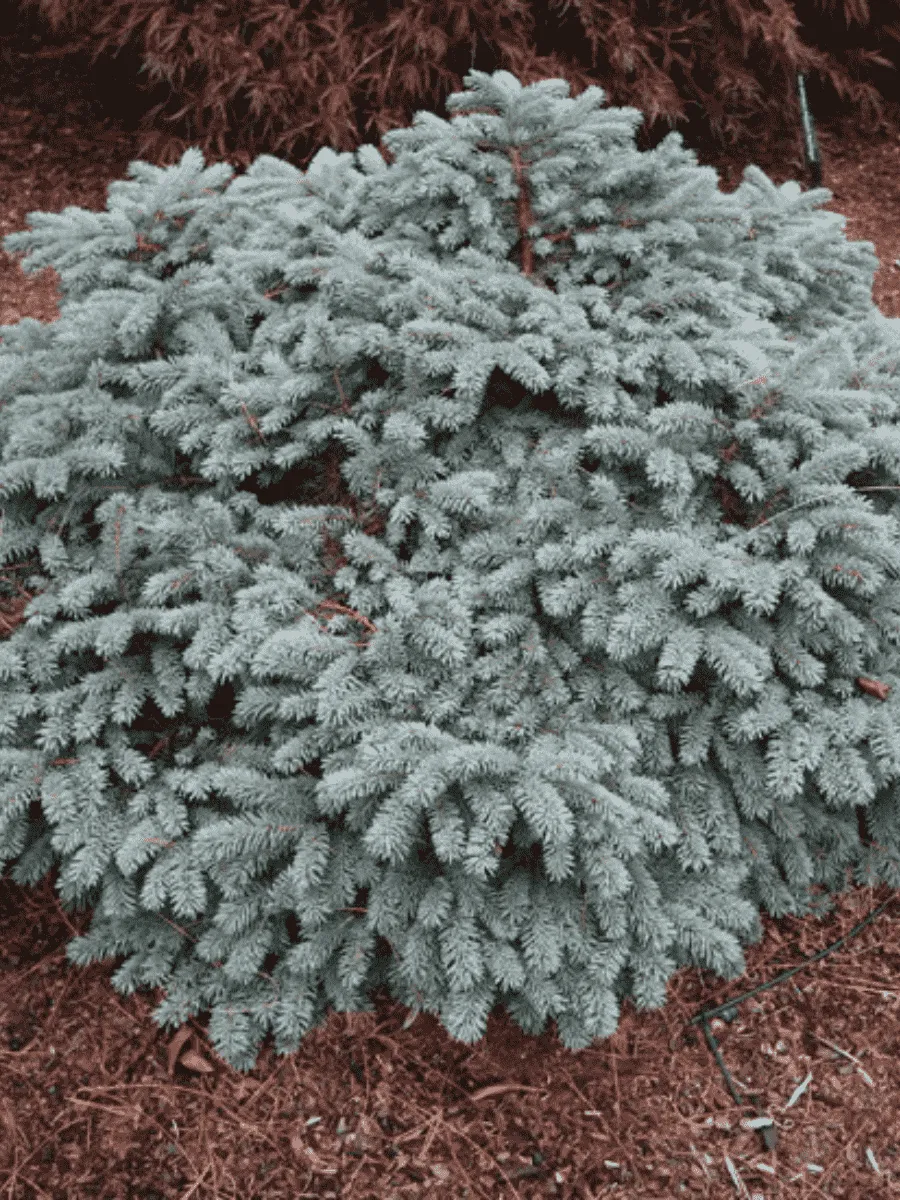 Ель колючая Waldbrunn Ель колючая Waldbrunn