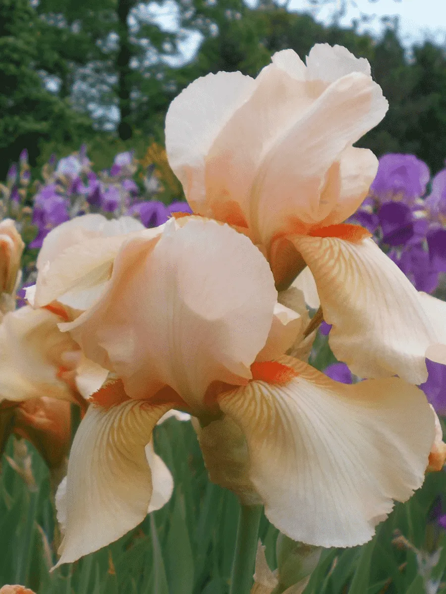 Ирис германский Constant Wattez