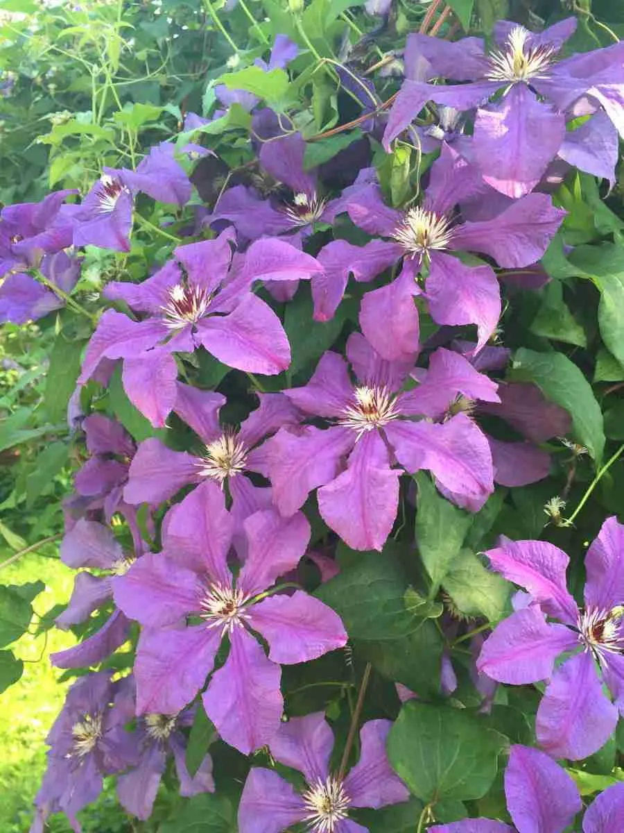 Клематис Solina