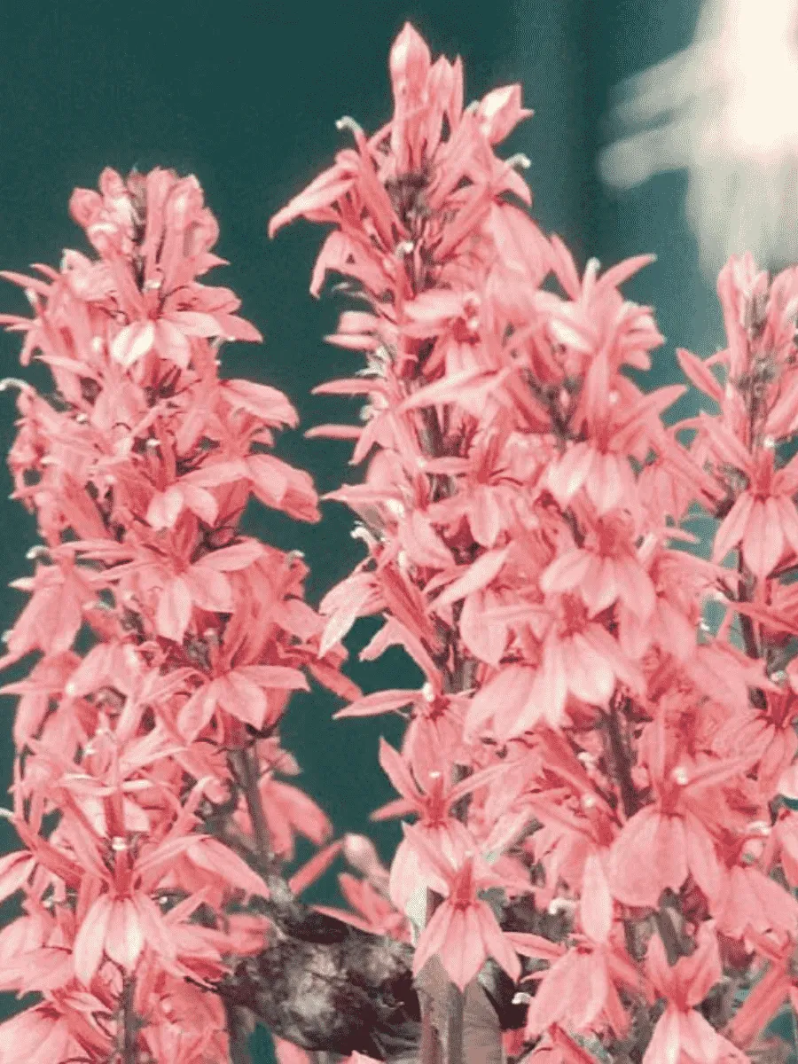 Лобелия прекрасная Fan F1 Salmon