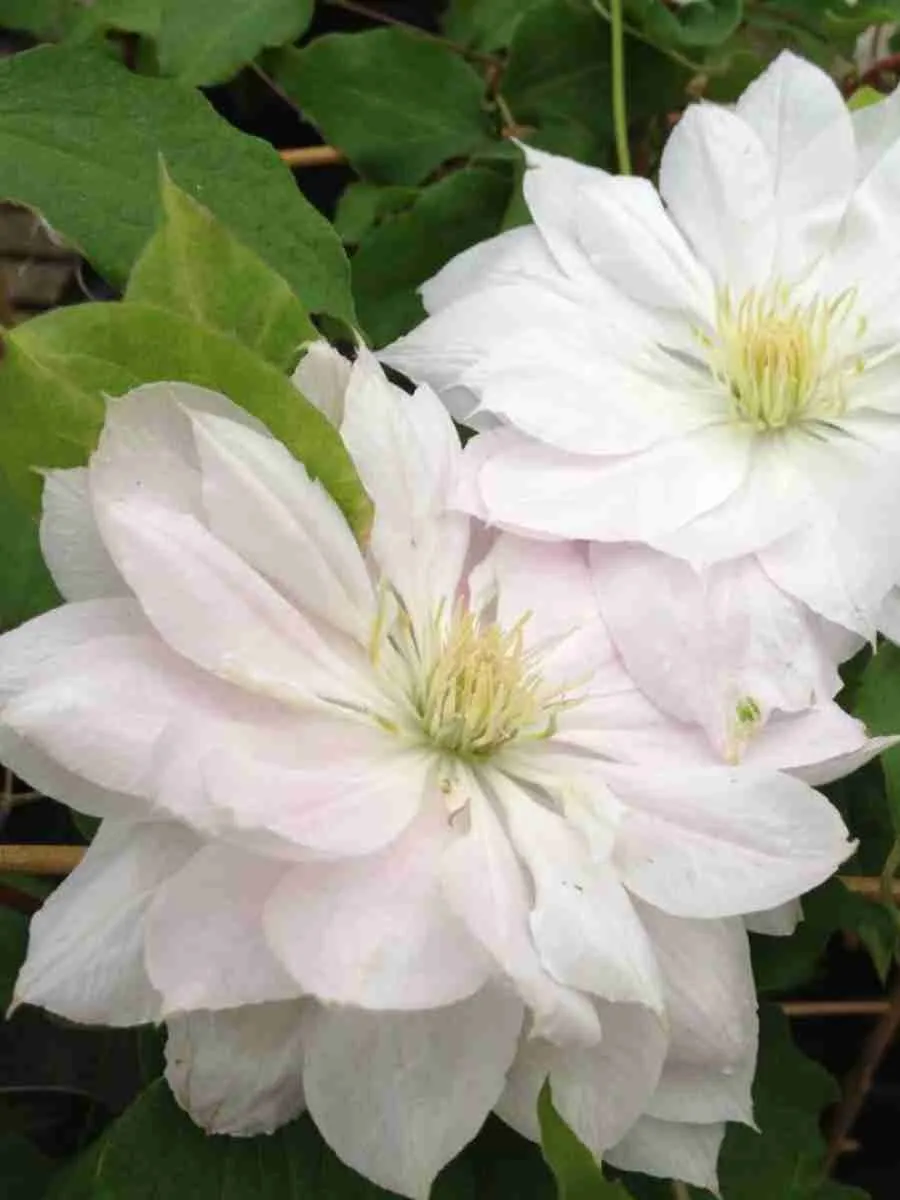 Клематис Dancing Dorien