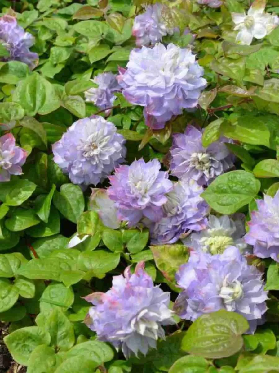 Клематис Veronica's choice