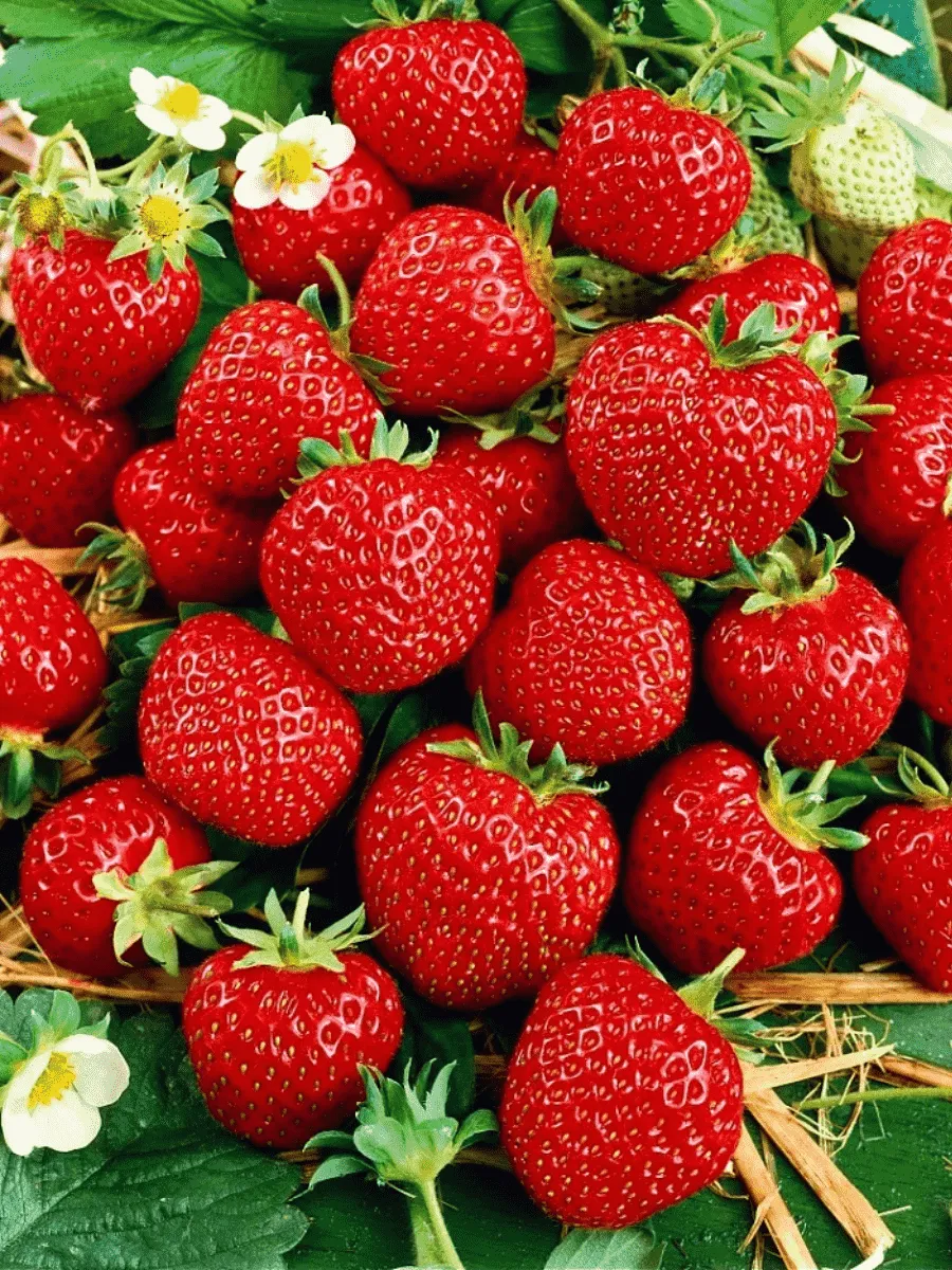 Земляника садовая Зенга Зенгана