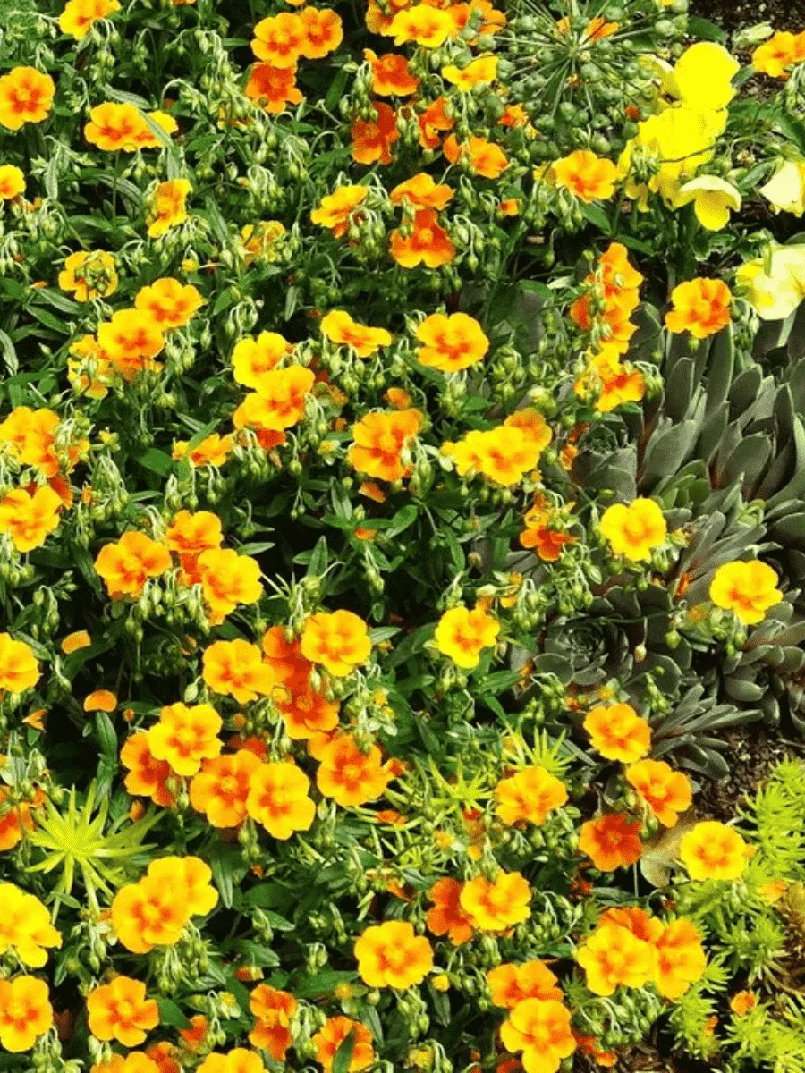 Солнцецвет Солнцецвет