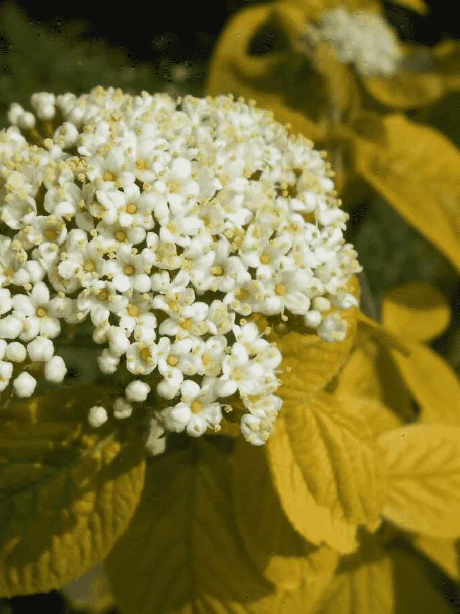 Калина гордовина Aureum Калина гордовина Aureum