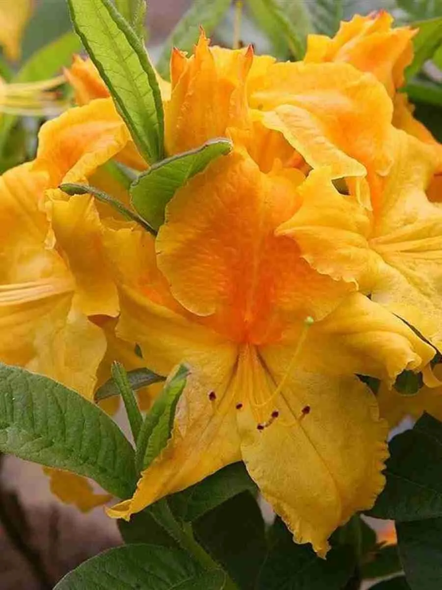 Азалия Goldpracht