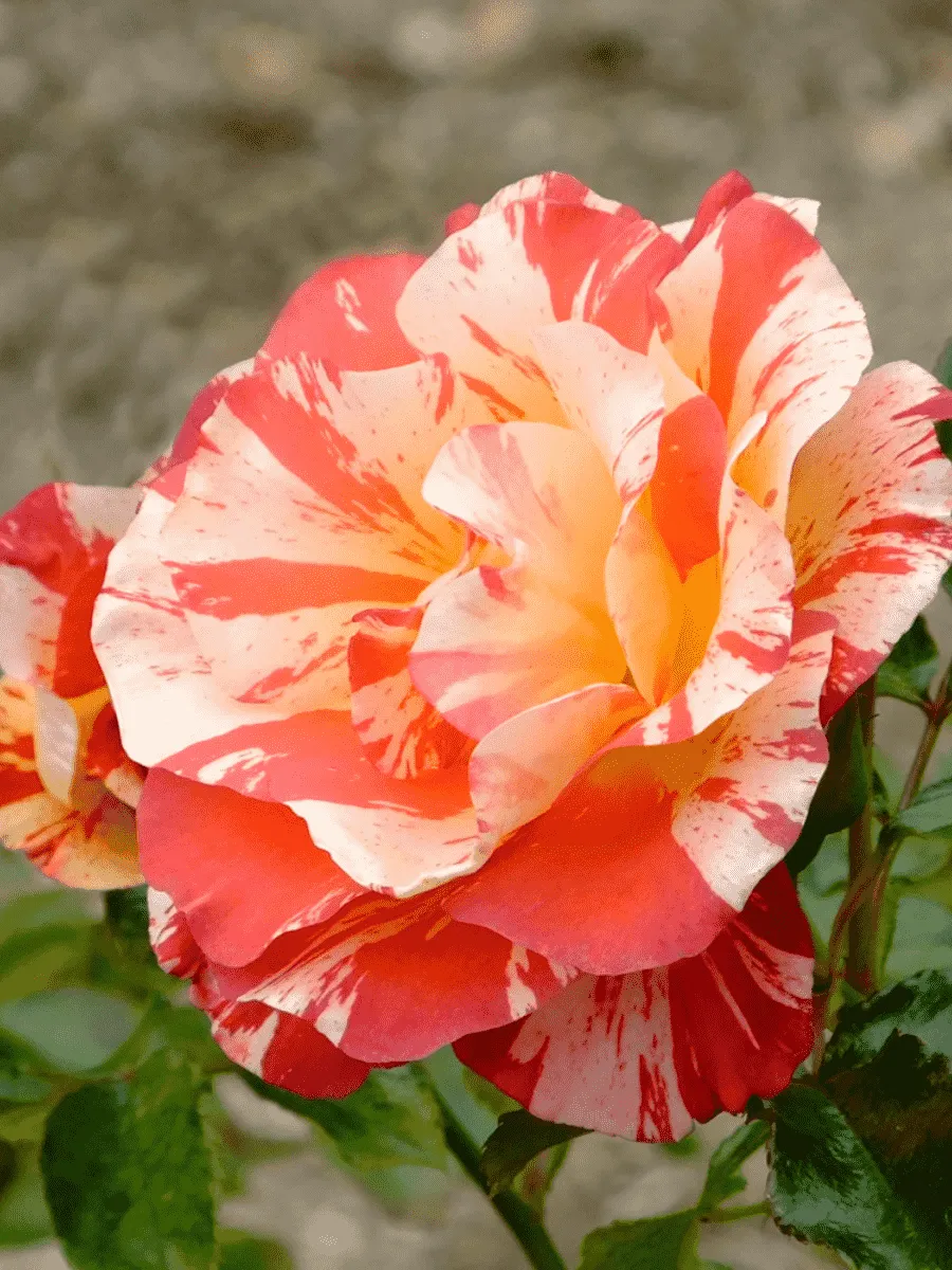 Роза Кустовая Alfred Sisley