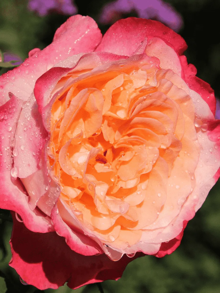 Роза чайно-гибридная Augusta Luise